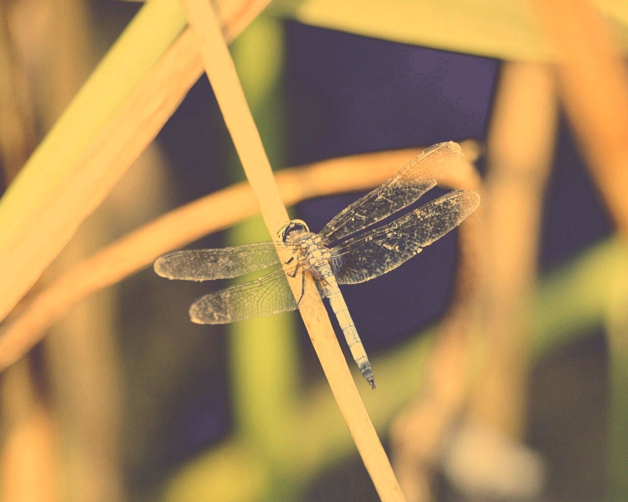 Стрекоза на тарвинке обои