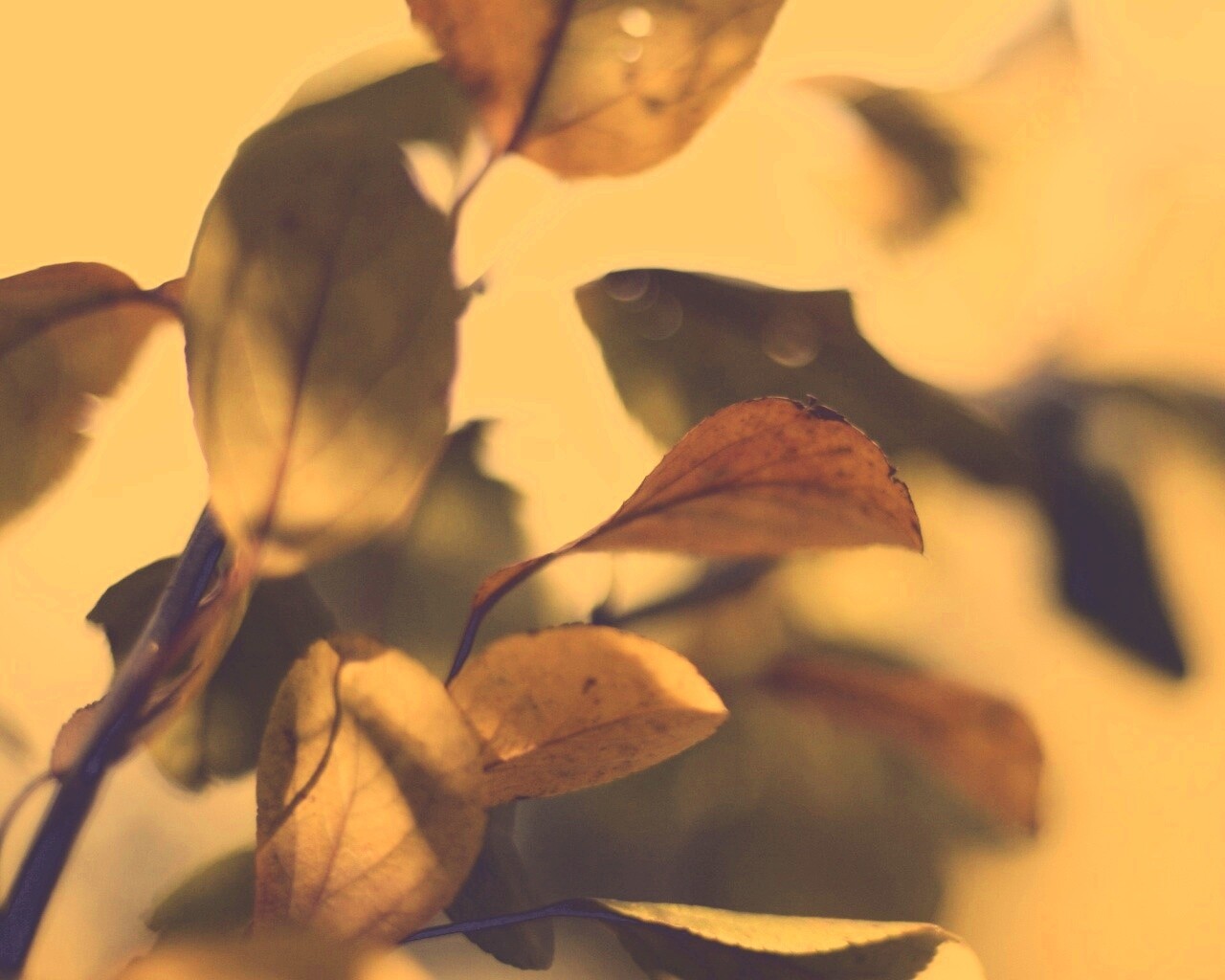 Увядающие листья обои