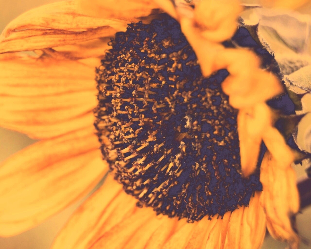 Подсолхну осенью обои