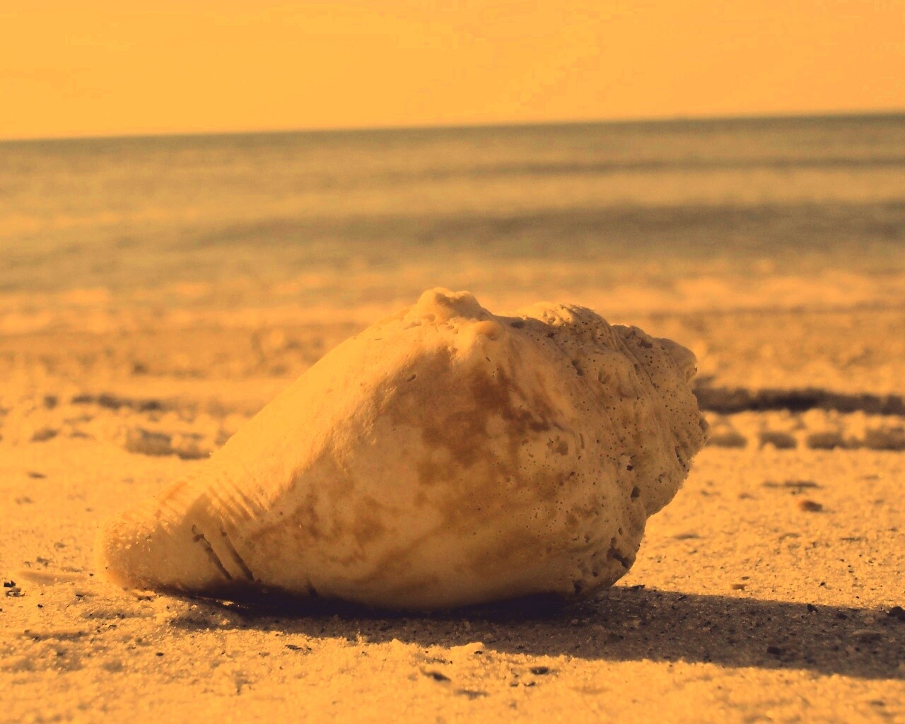 Морская раковина на пляже обои