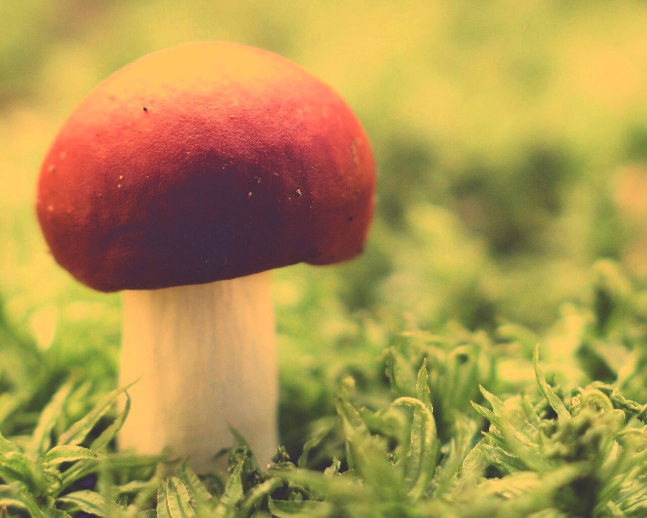 Грибок с красной шапкой обои