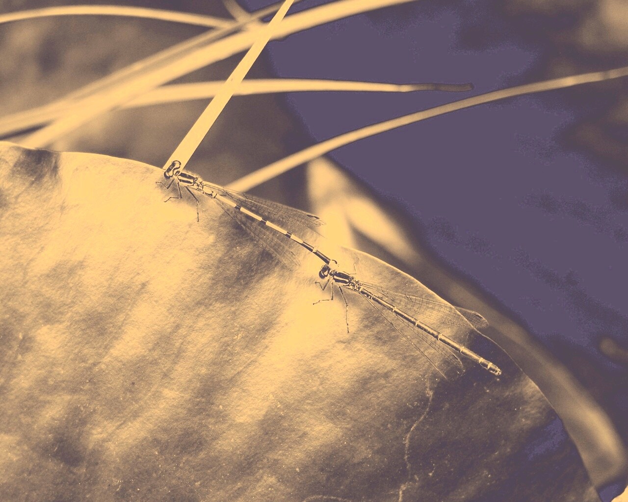 Стрекозы обои