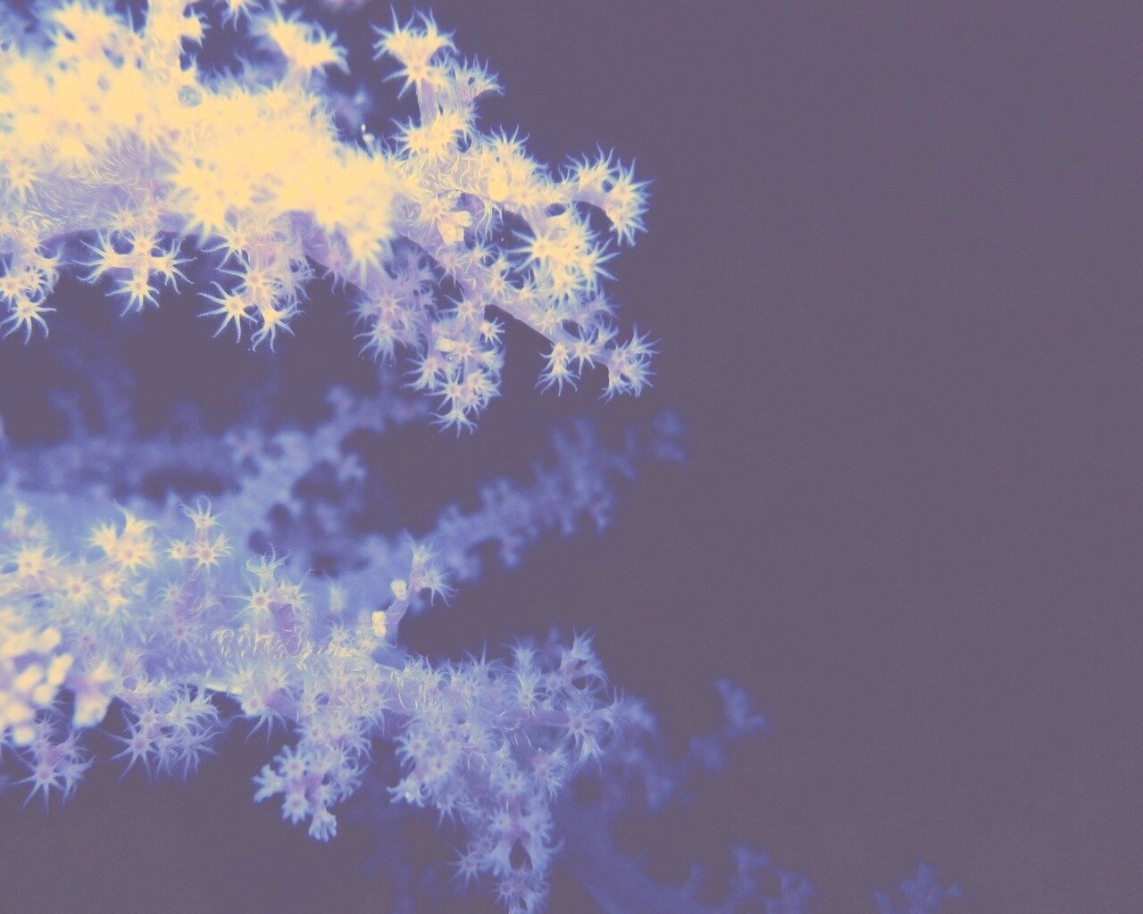 Кораллы обои