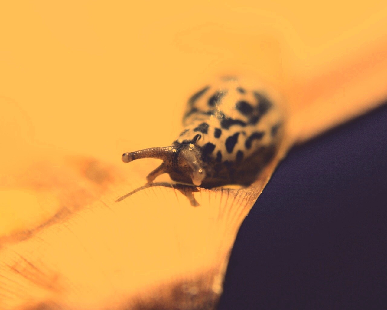 Ползущая улитка обои