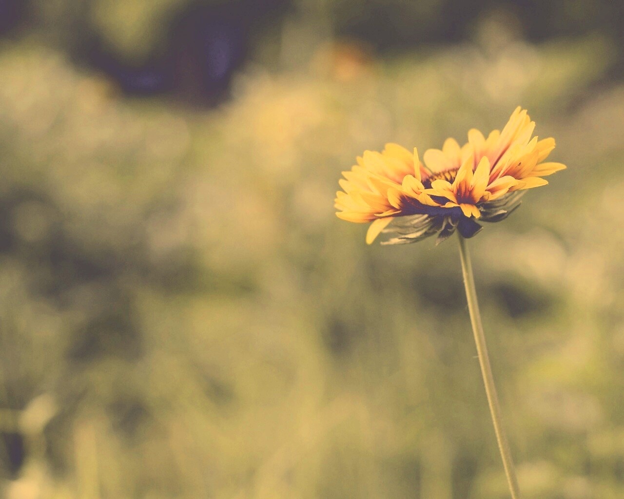 Одинокий подсолнух обои