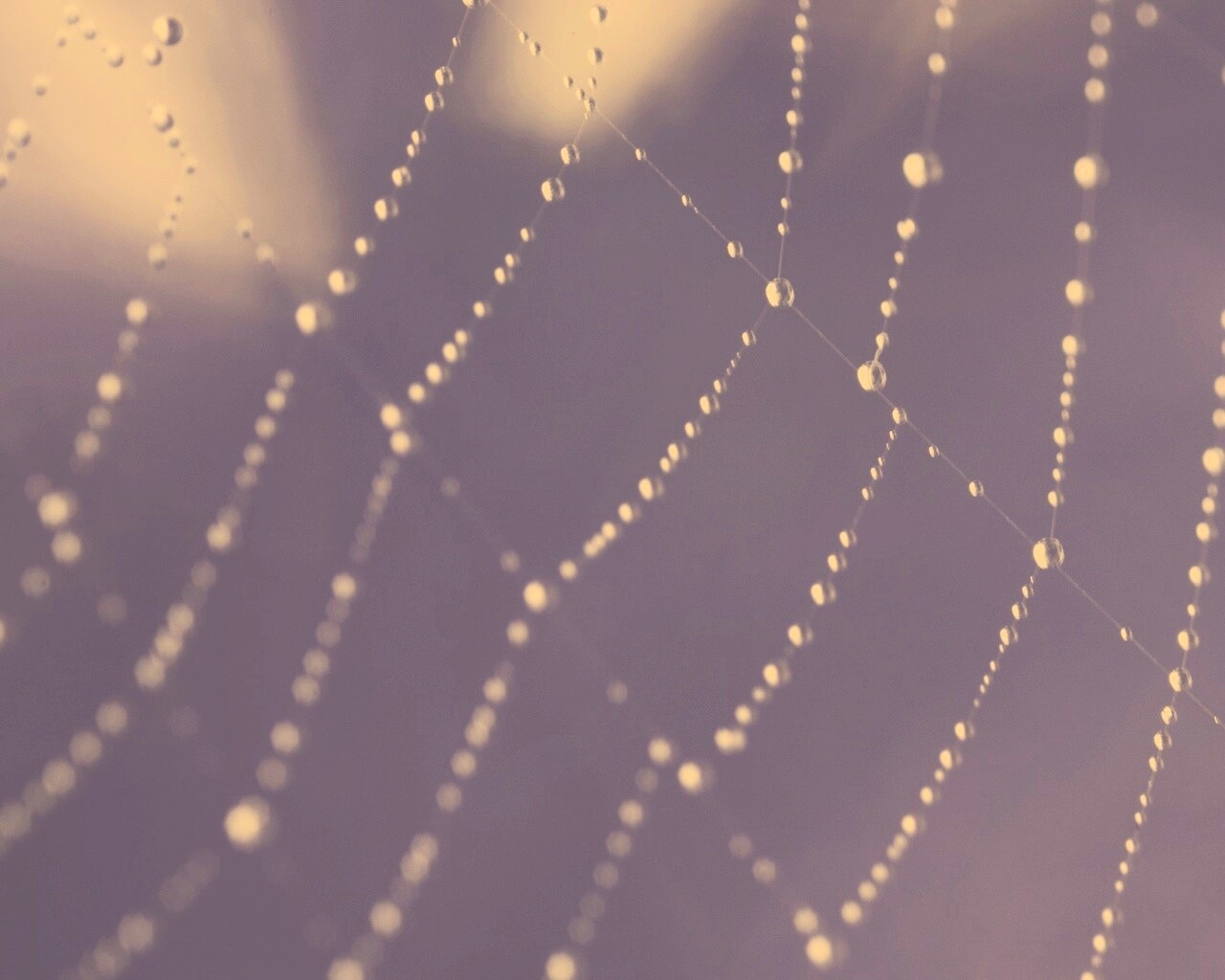 Паучья сеть обои