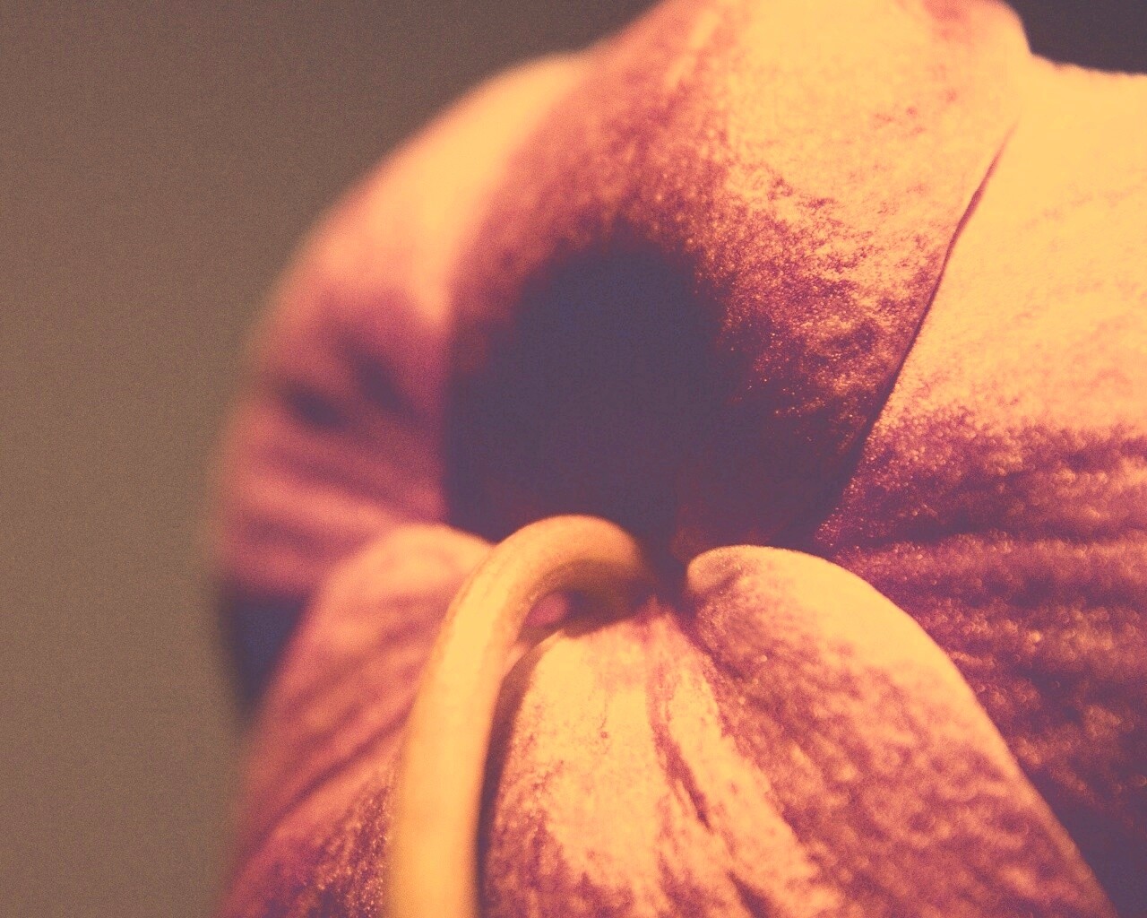 Розовый стебель обои