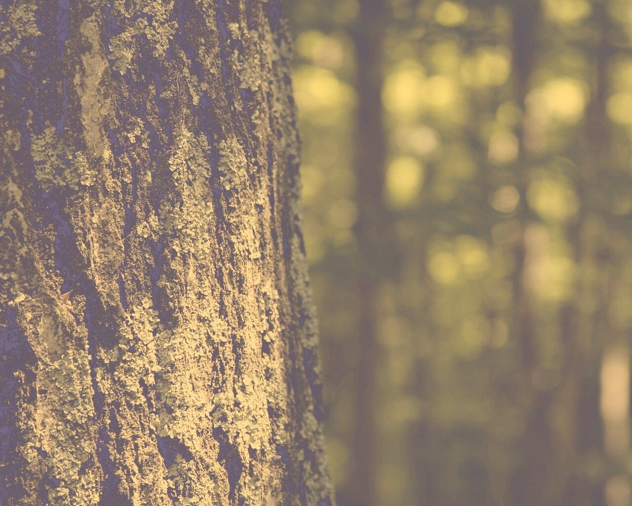 Ствол дерева обои