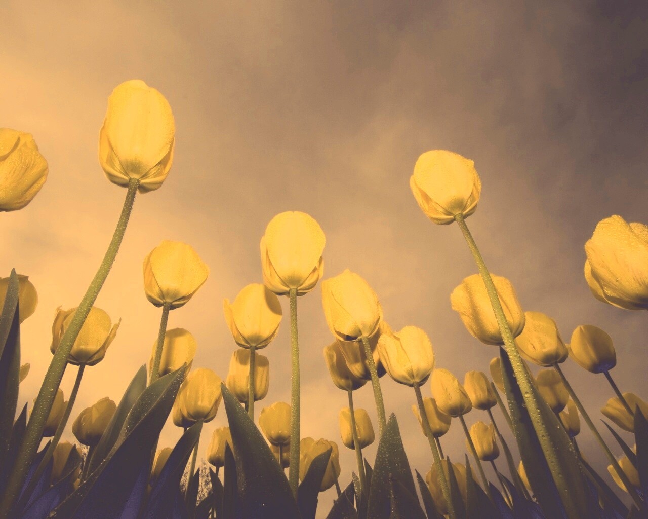 Жёлтые тюльпаны обои