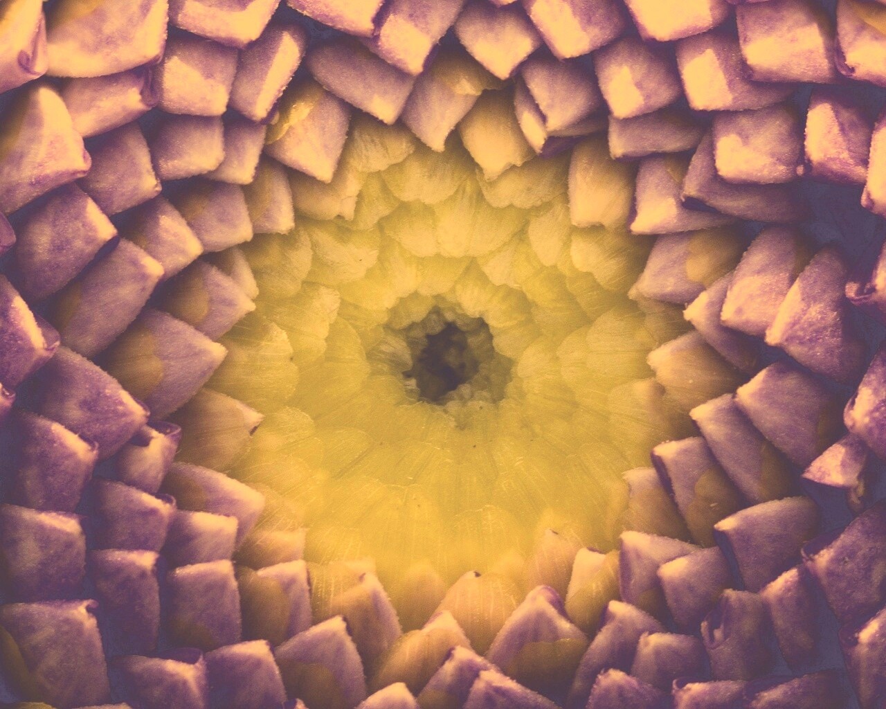 Сердцевина цветка обои