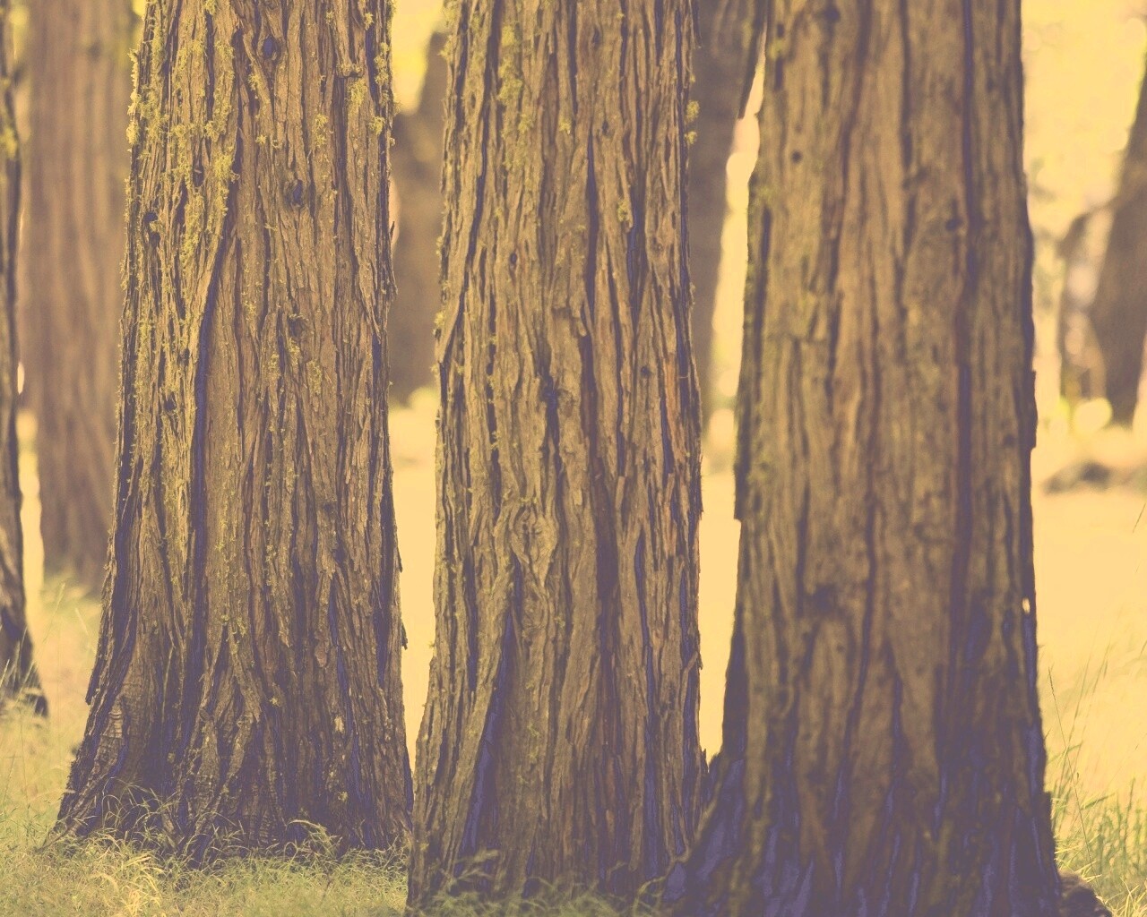 Стволы деревьев  обои