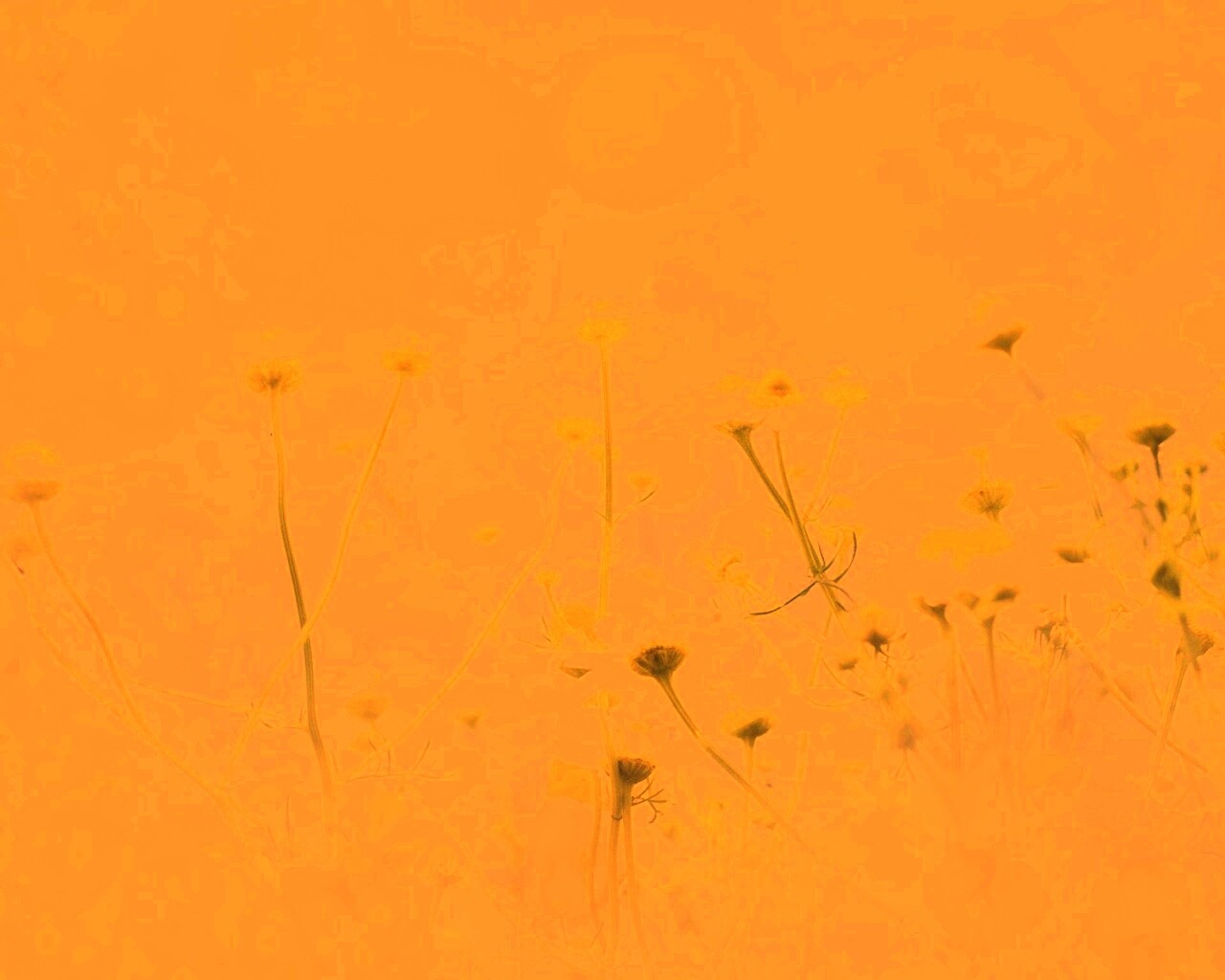 Цветочное лето обои