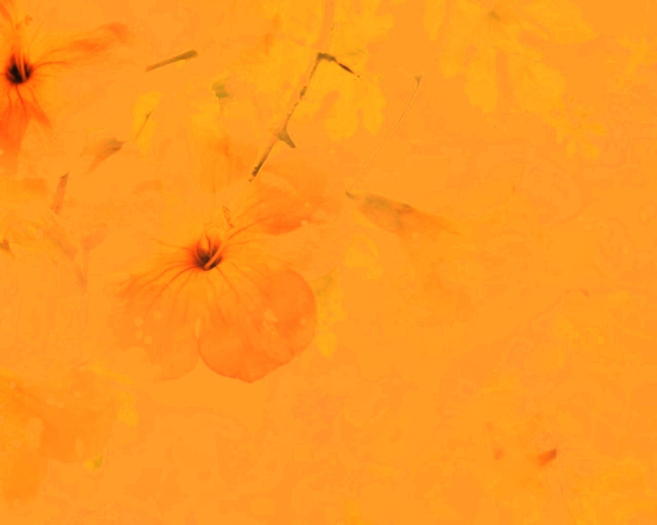 Цветочное настроение обои