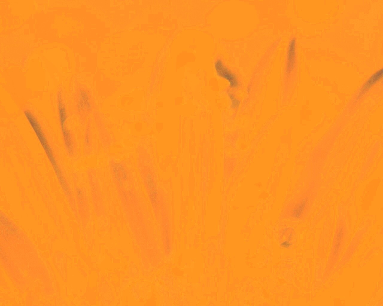 Белые лепестки обои