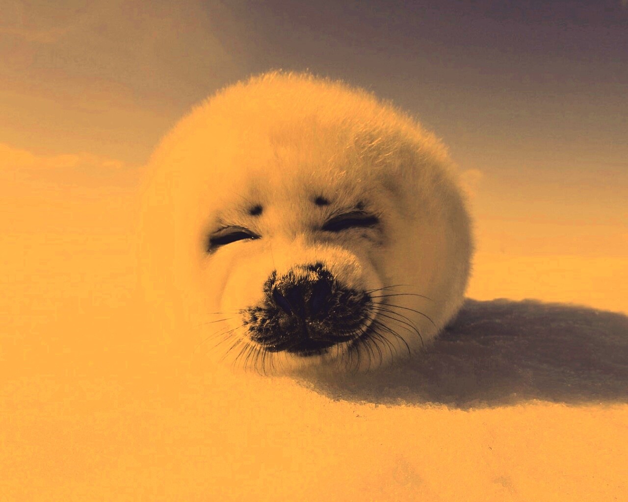 Тюлень-колобок обои