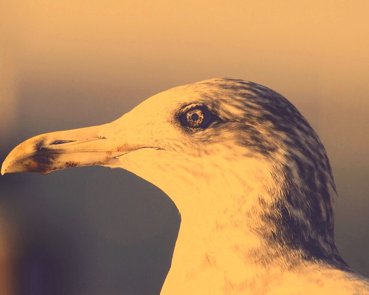 Птичка с длинным клювом обои