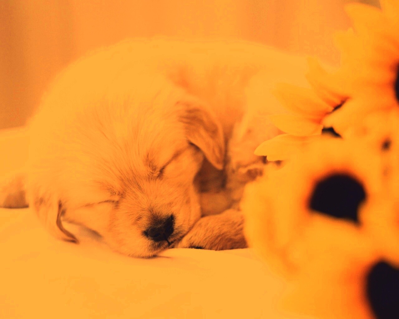 Спящий щенок обои