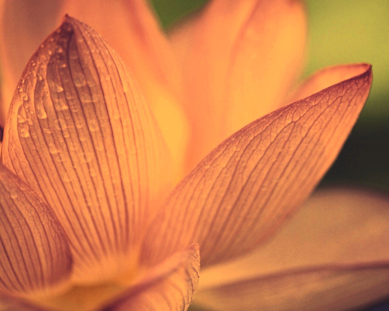 Лепестки цветов обои