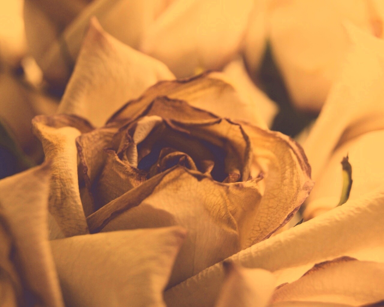 Увядающая роза обои