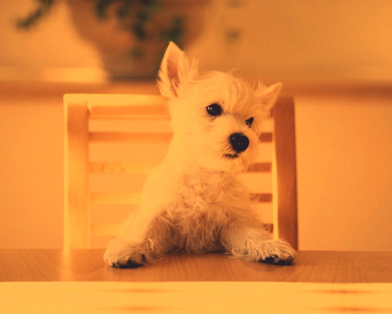 Щенок на стуле обои