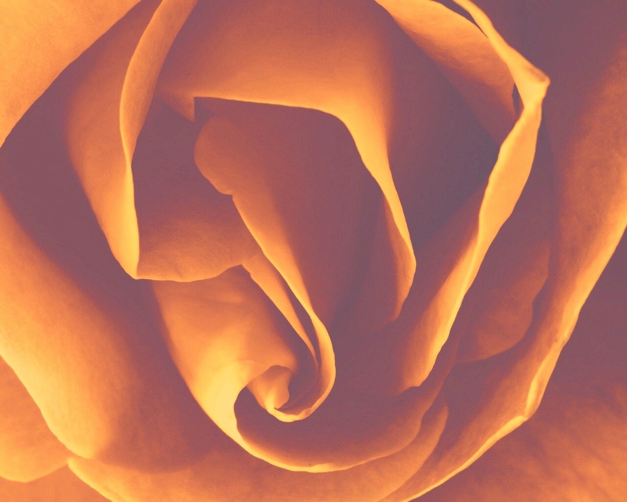 Макро фотка бутона обои