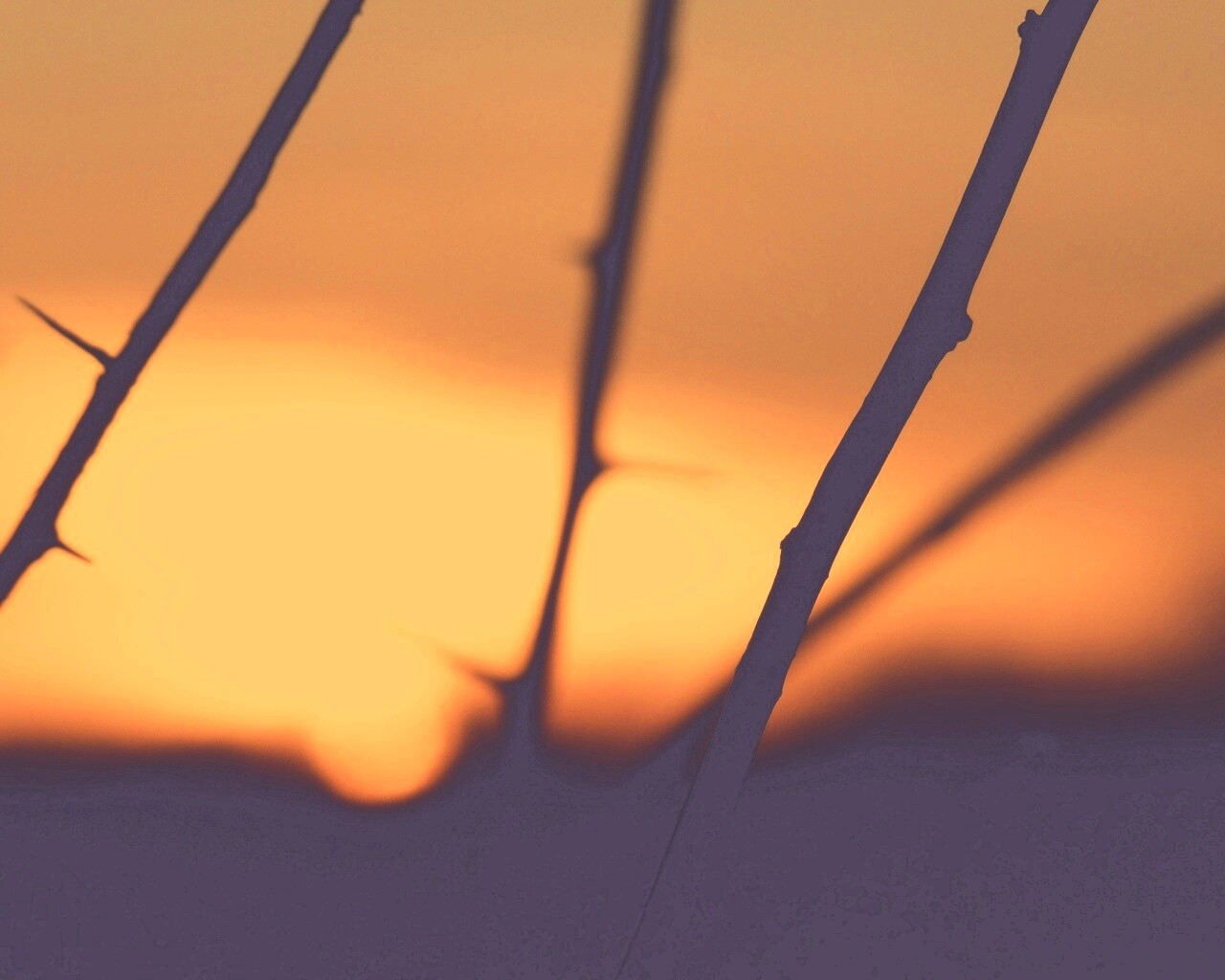 Закат солнца в поле обои