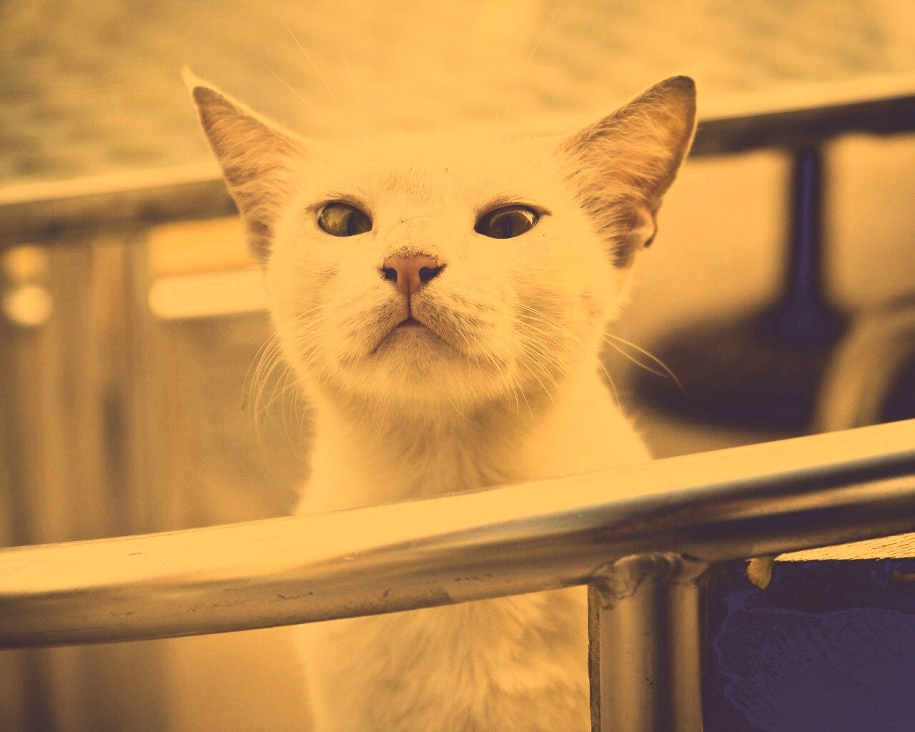 Настороженно принюхивающийся кот обои