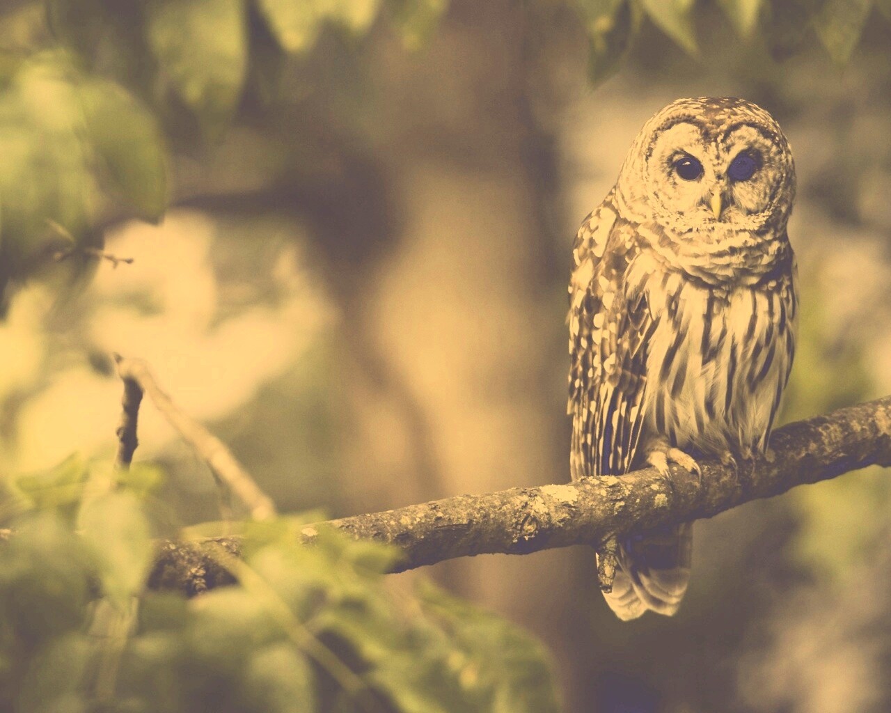 Сова на ветке обои