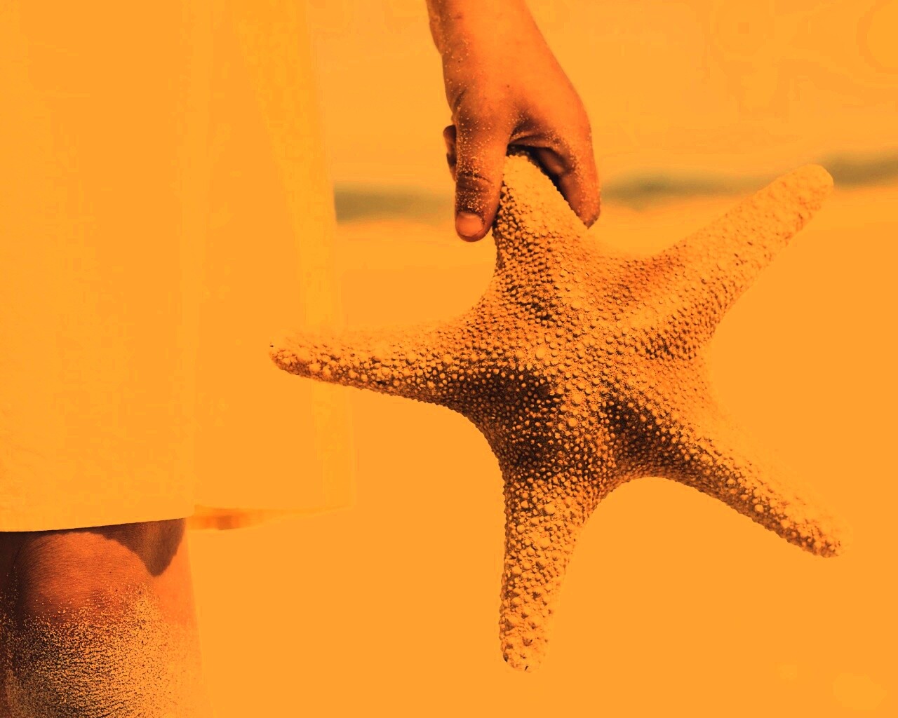 Морская звезда в руке обои