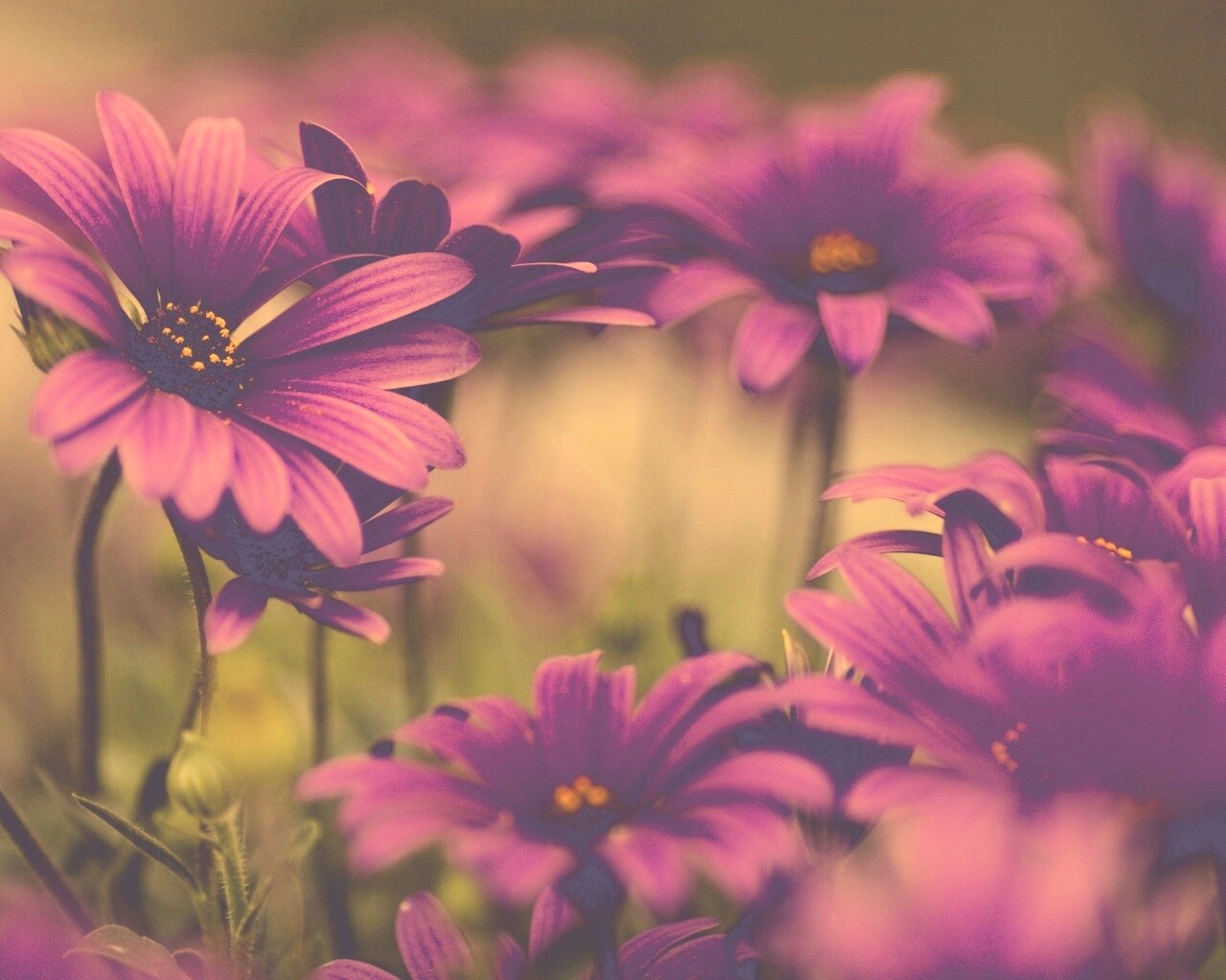 Яркие фиолетовые цветы обои