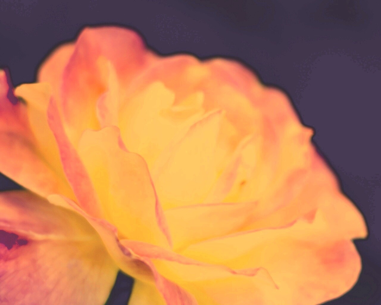 Картинка с нежным розовым цветком обои