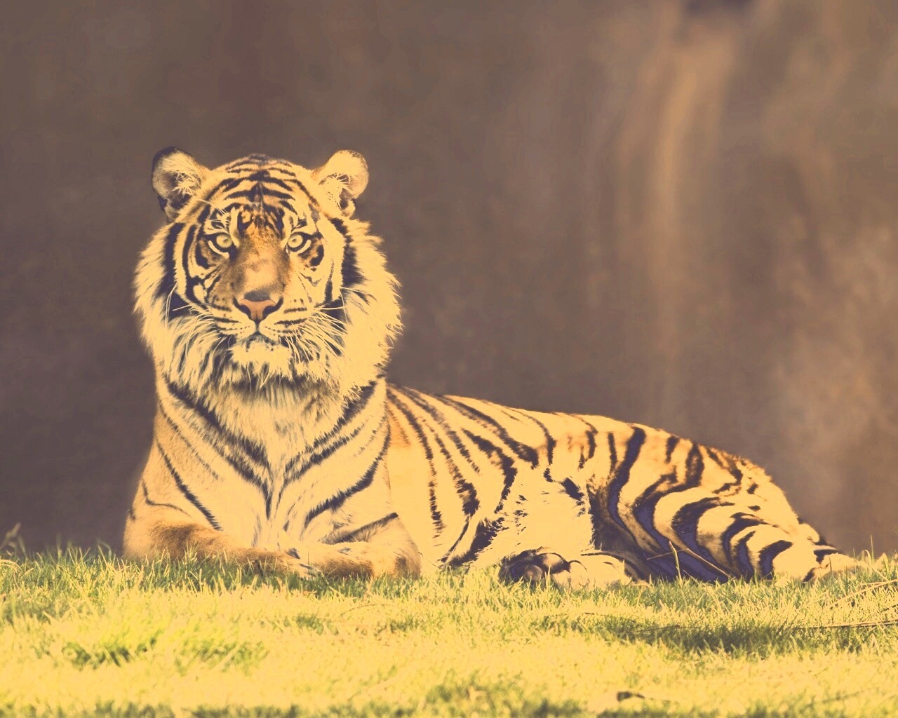 Величественный тигр обои