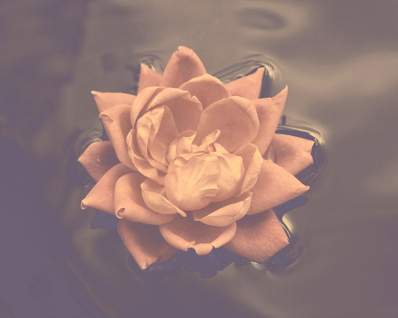 Красивый цветок на воде обои