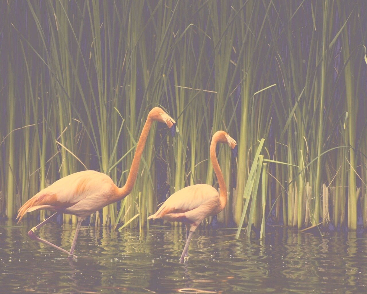 Красивые розовые фламинго на озере обои