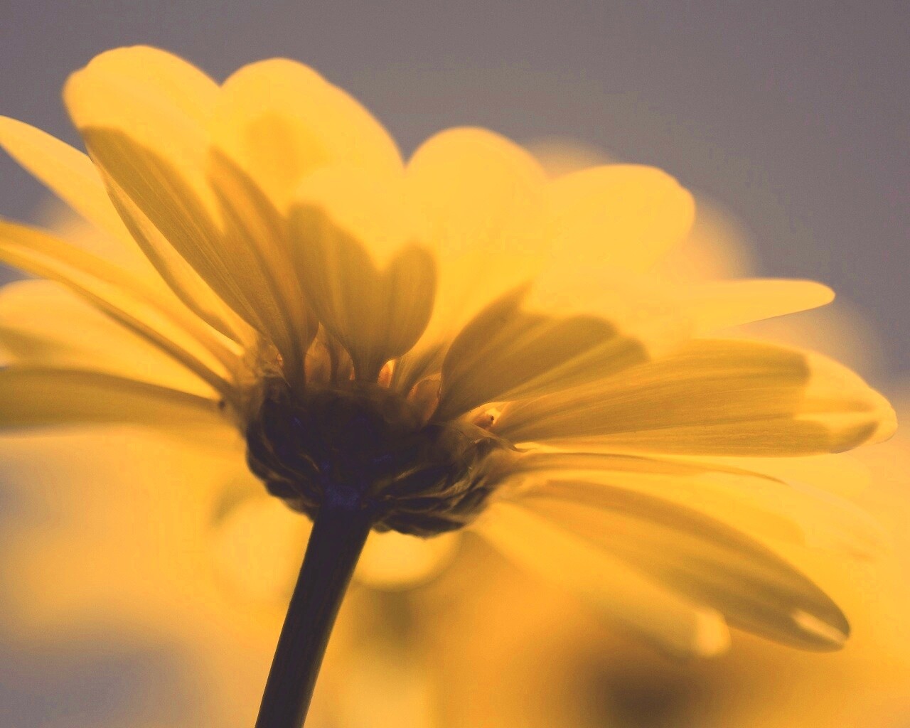 Макро-фото желтого цветка обои