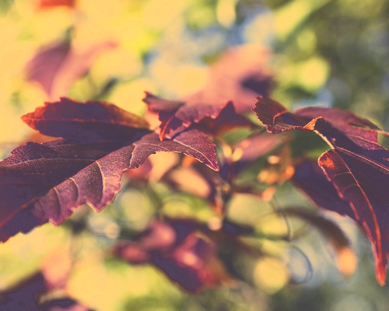 Красивые осенние листья в баговых цветах обои