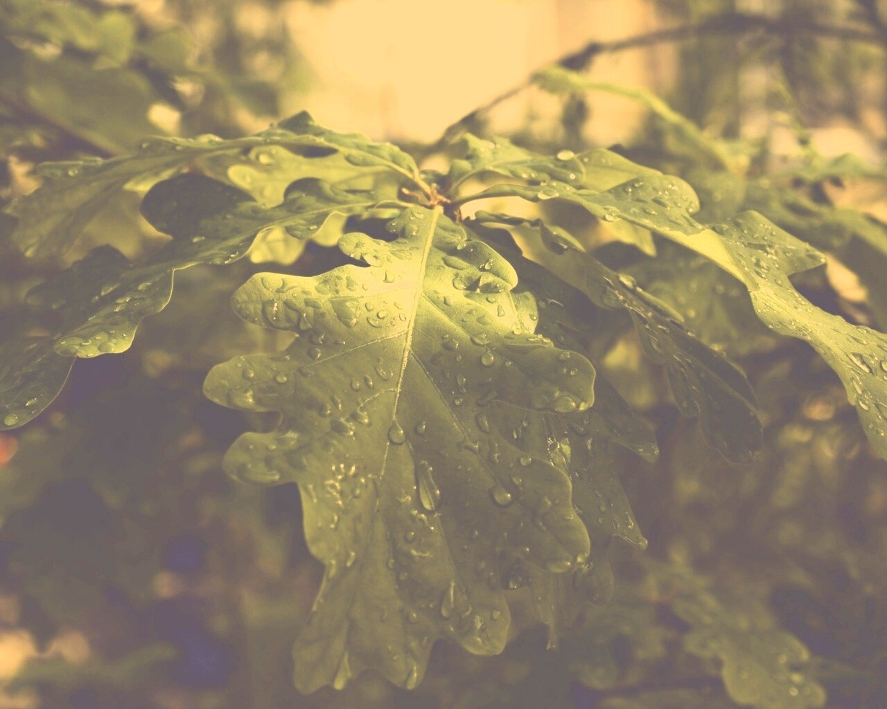 Сочные листья дуба обои