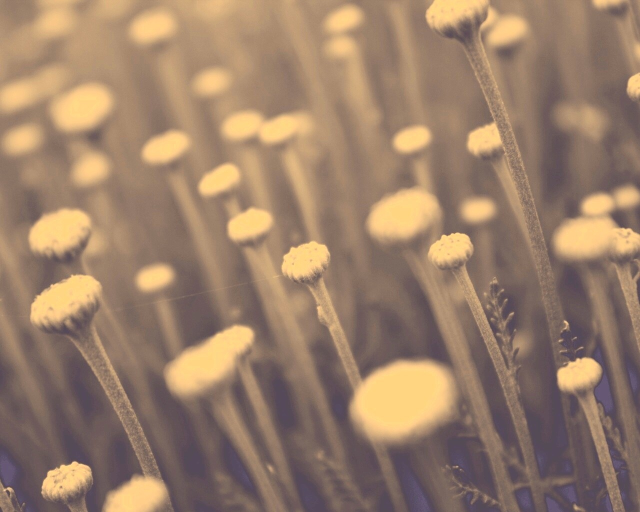 Молодые стебли обои