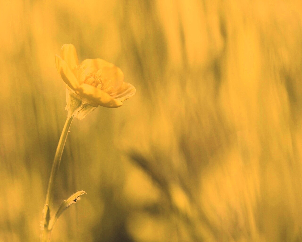 Маленький жёлтый цветочек обои
