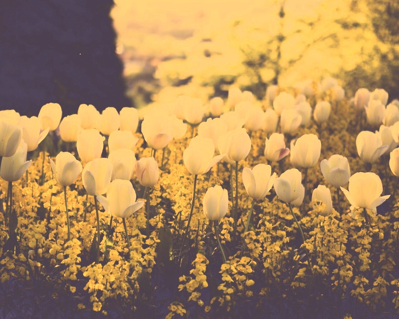 Белые тюльпаны обои