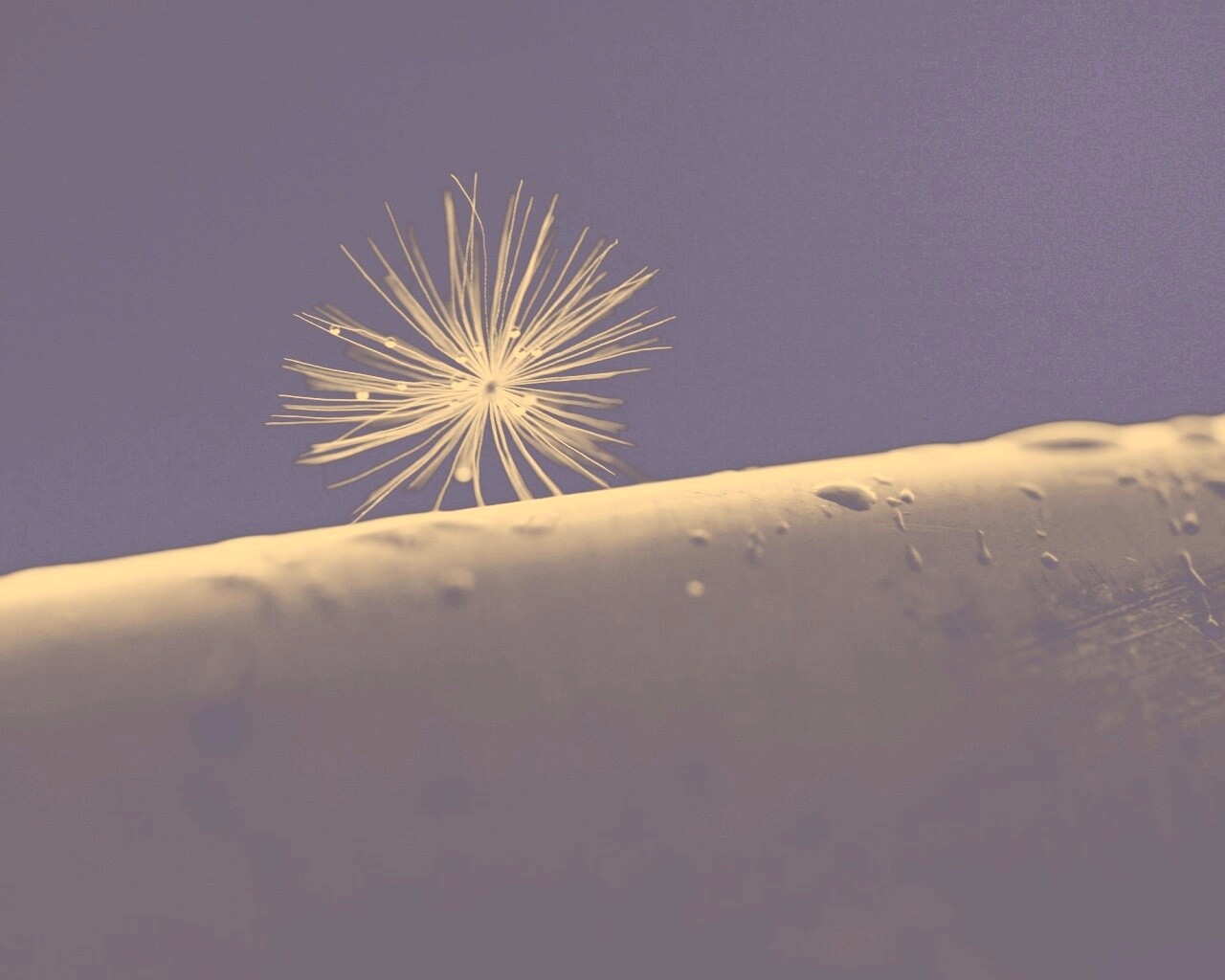 Прилипшая пушинка обои