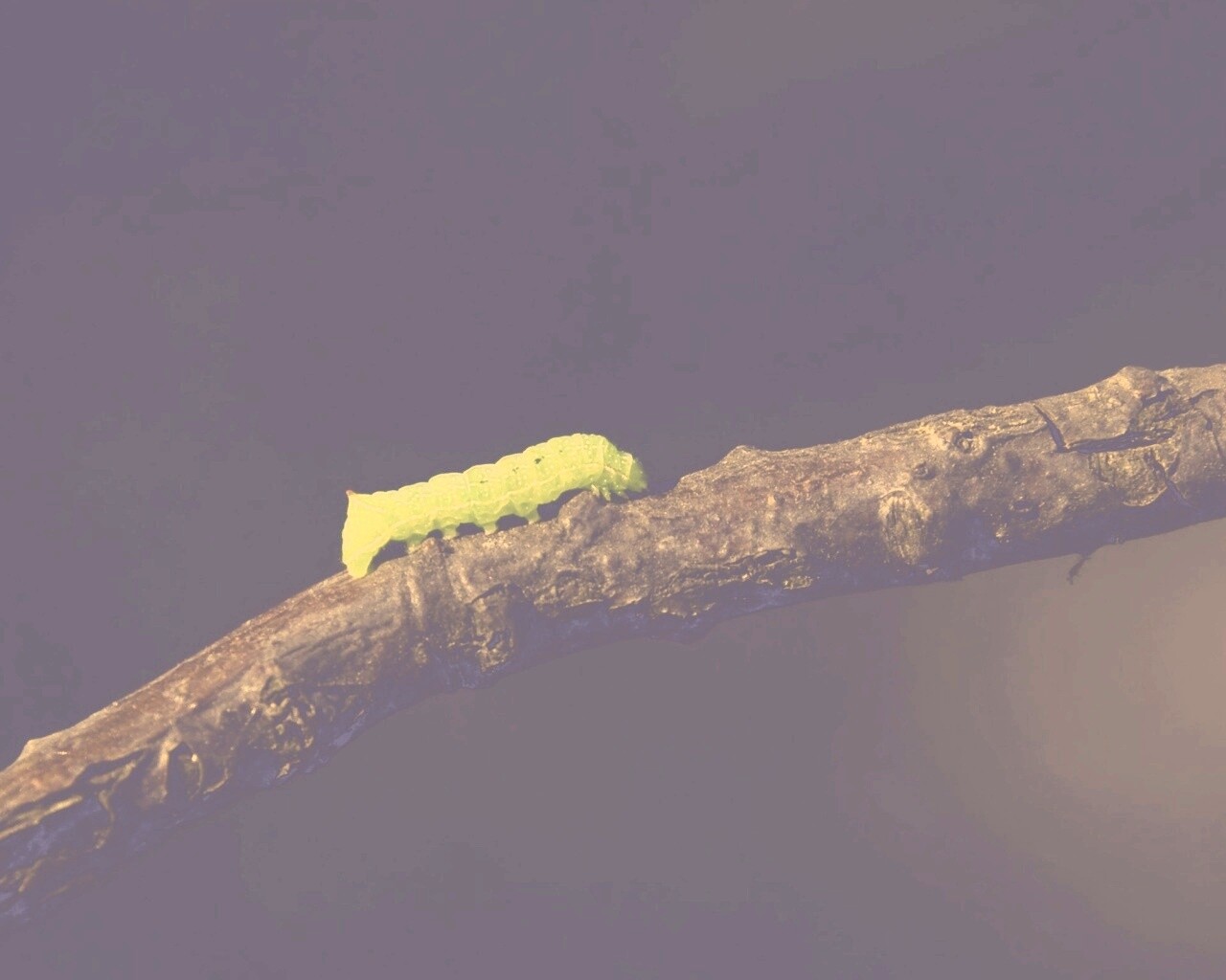 Гусеница на ветке обои