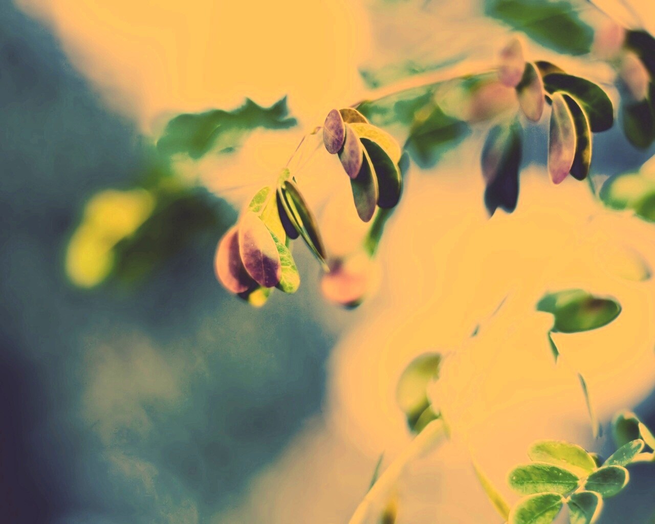 Фиолетовые листья обои