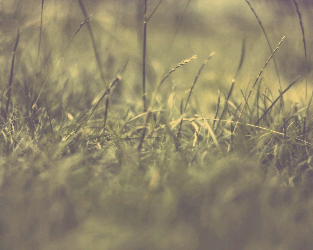 Трава в макро режиме обои