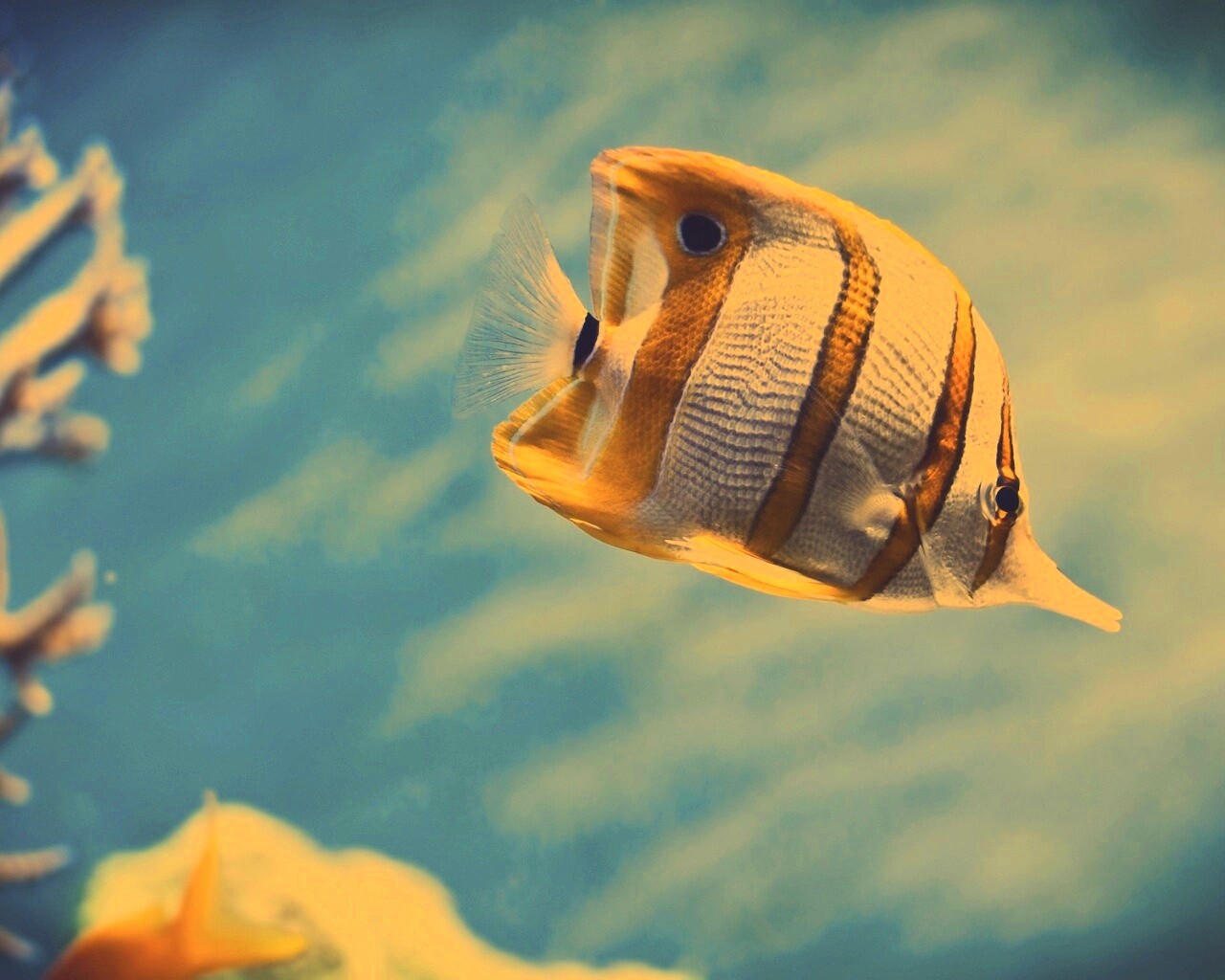 Тропическая рыбка обои