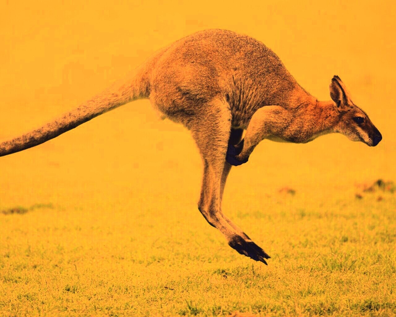 Кенгуру обои