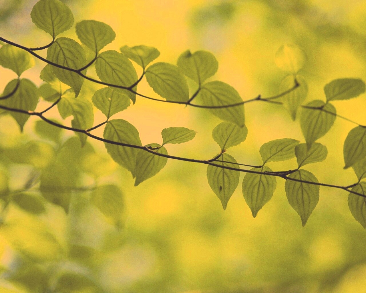 Ветка яркой зелени обои