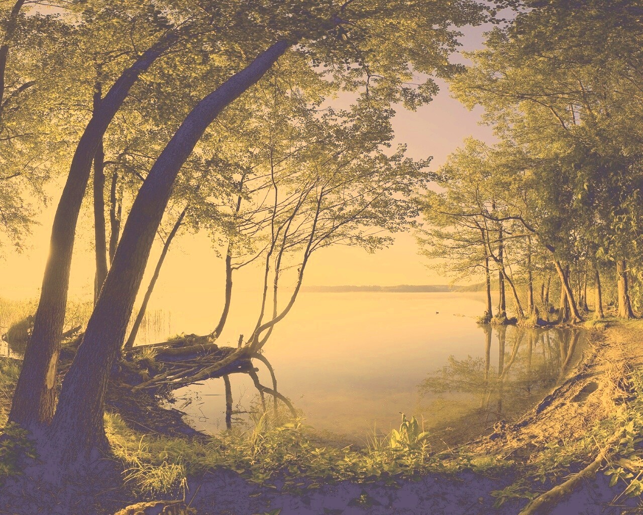 Заросший берег обои