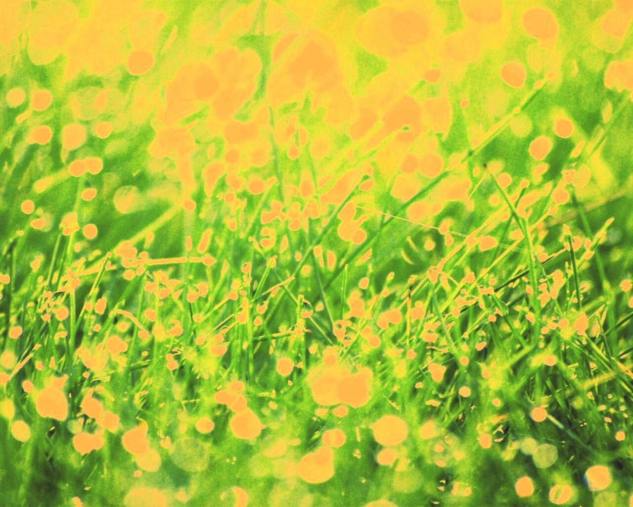 Трава в росе обои