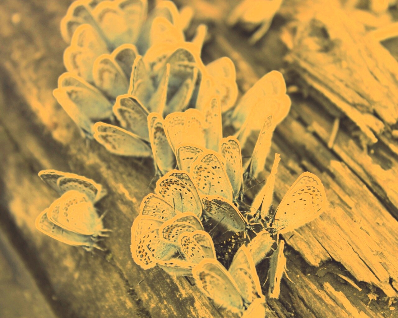 Голубые бабочки обои